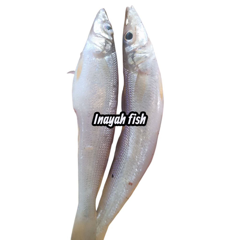 ikan rejung segar ikan kaca piring ikan Laut best kuality