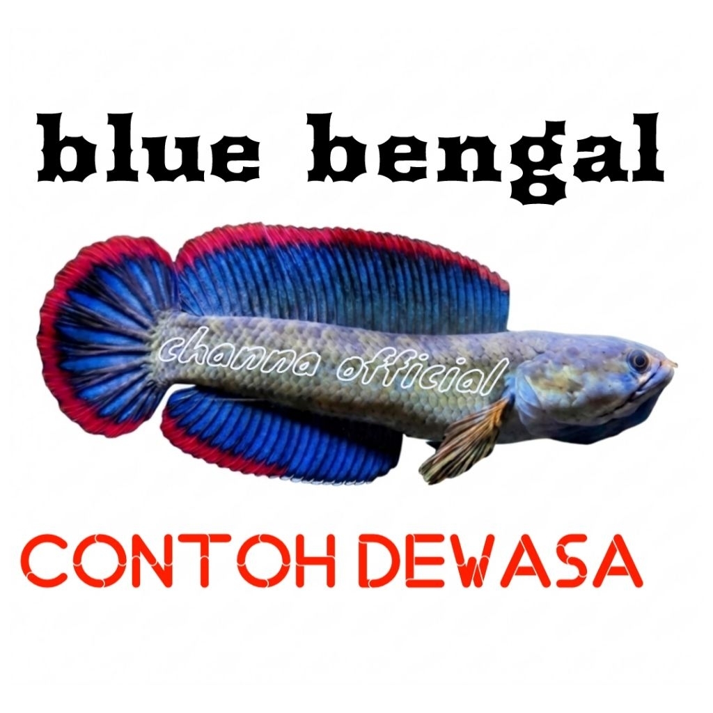blue bengal gondrong