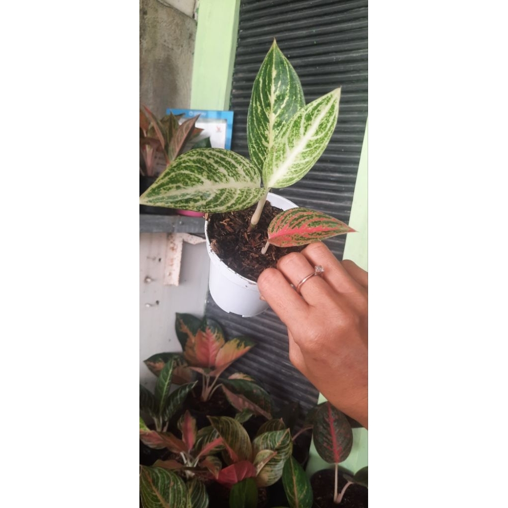 Aglonema White legacy+red legacy