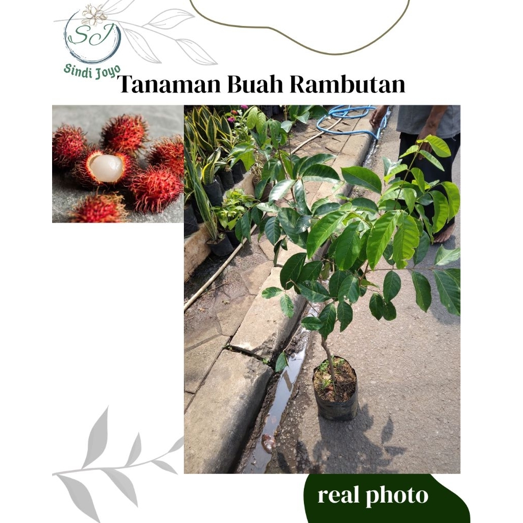 Tanaman Buah Rambutan Bibit Tanaman Buah Rambutan