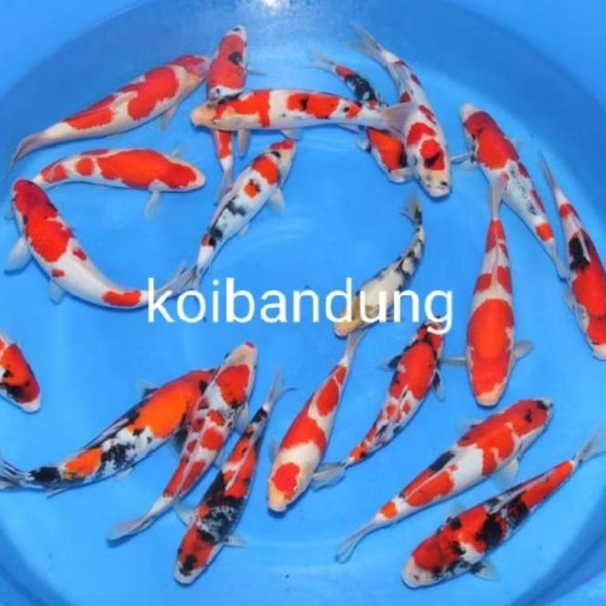 promo pakan/bibit ikan koi blitar size 7-8cm paket 5 ekor