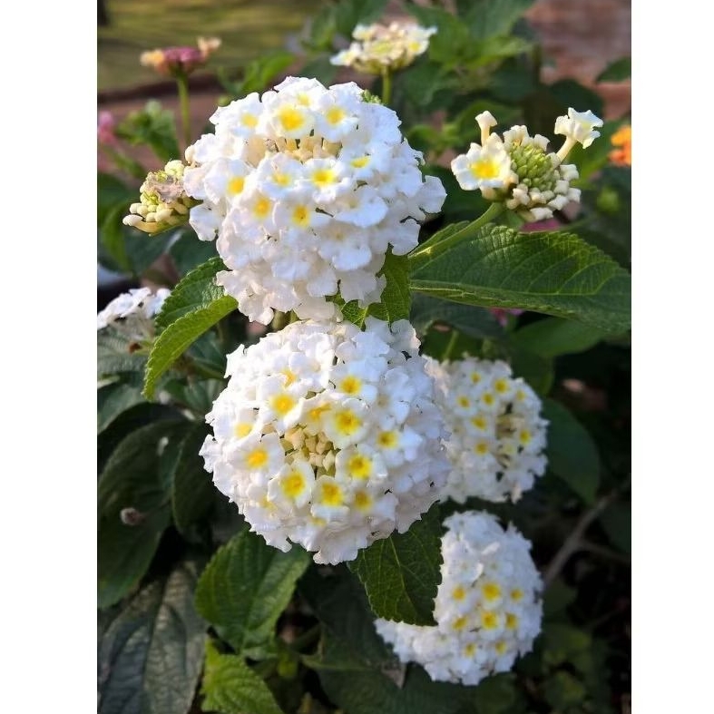 Lantana bunga putih wangi / Tanaman hias pohon lantana bunga putih