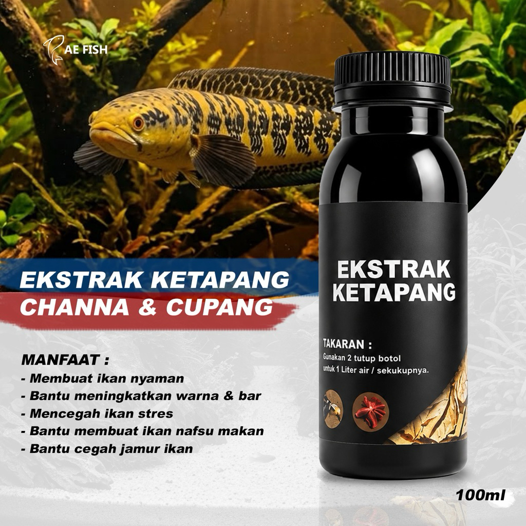 ekstrak daun Ketapang ikan Channa ys maru