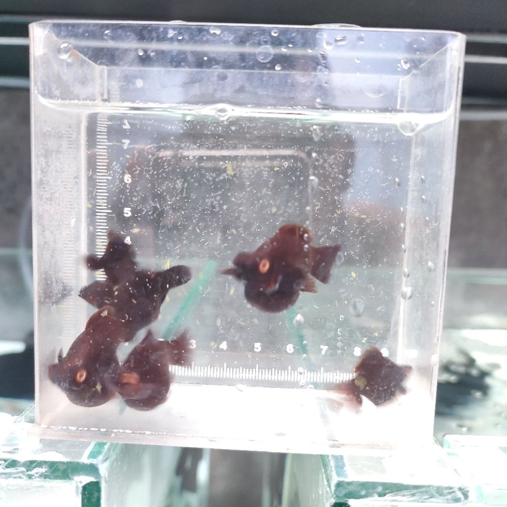 Molly ALBINO Hunter / Mata Merah Roundtail