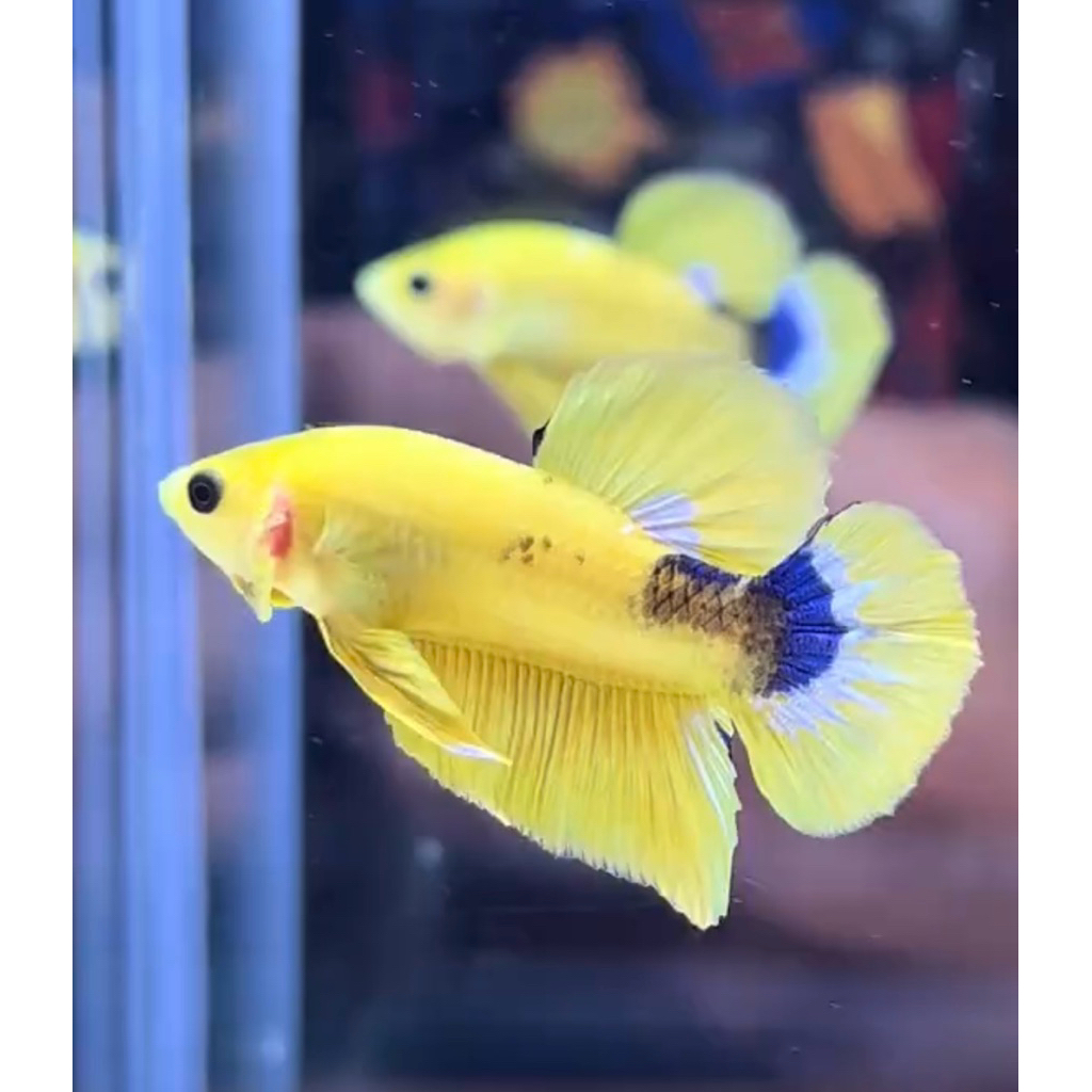 Cupang plakat yellow hellboy