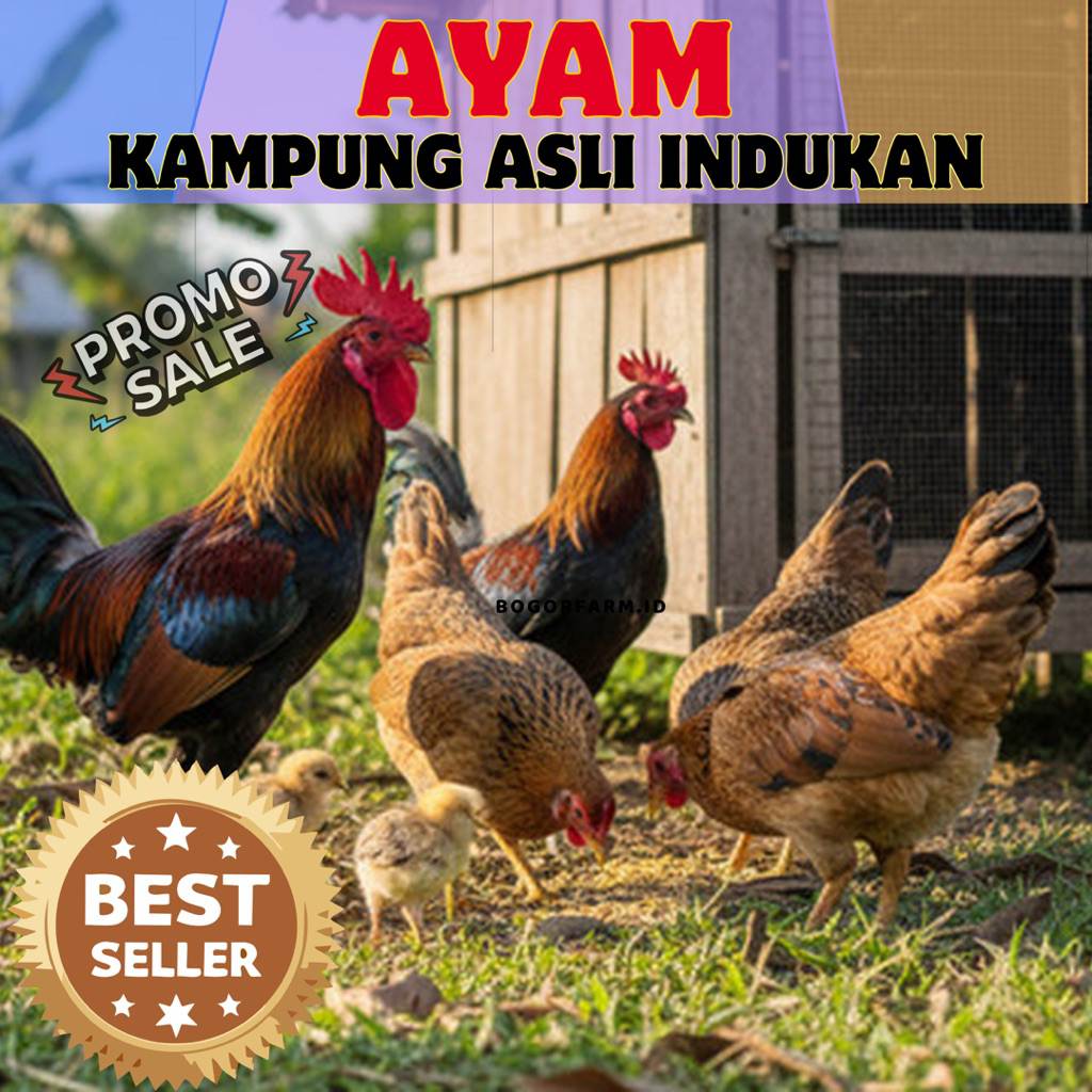 [ PROMO ]AYAM KAMPUNG ASLI INDUKAN - USIA 5-6 BULAN