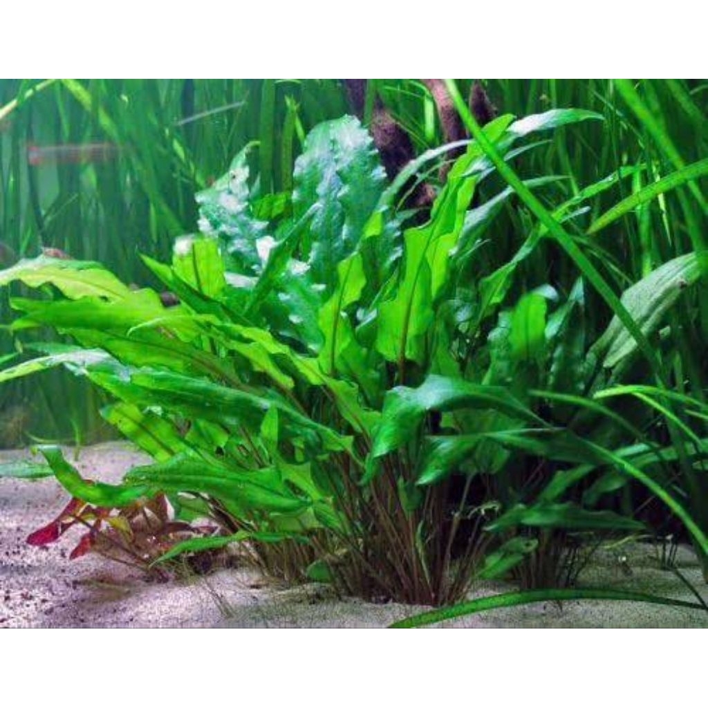 cryptocoryne wendtii green