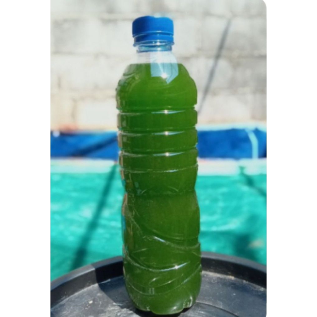 Green Water Kultur Kutu Air