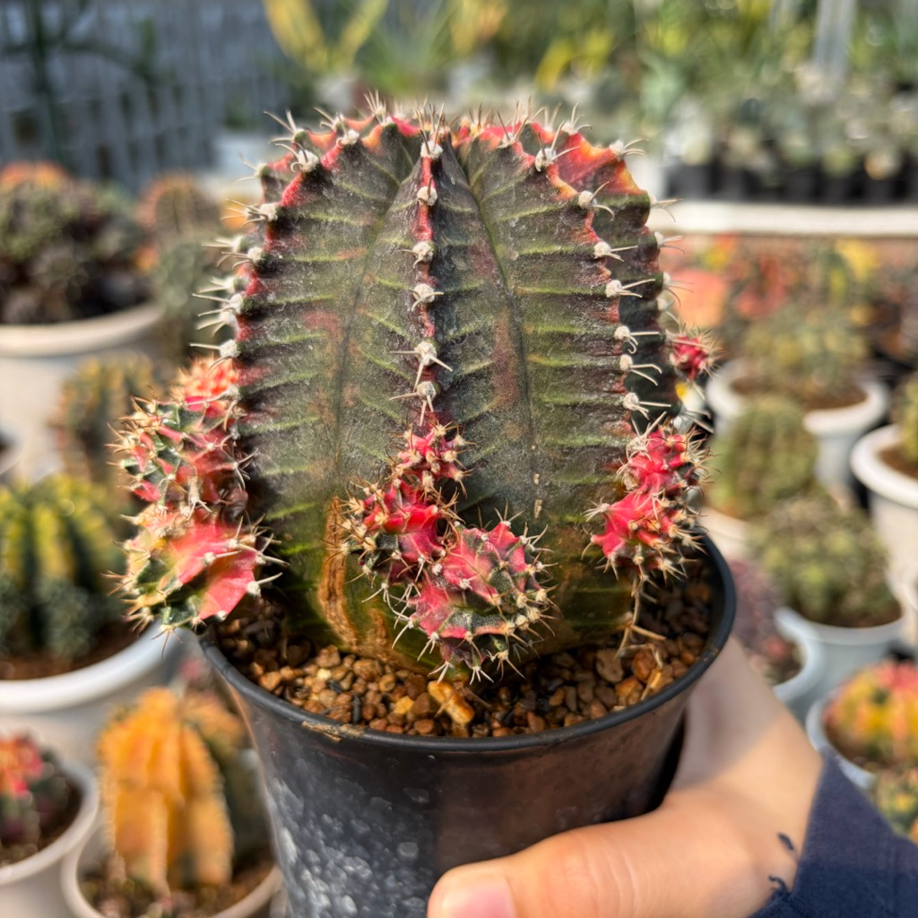 Kaktus Gymnocalycium Starfire Tower Jumbo BIG Size