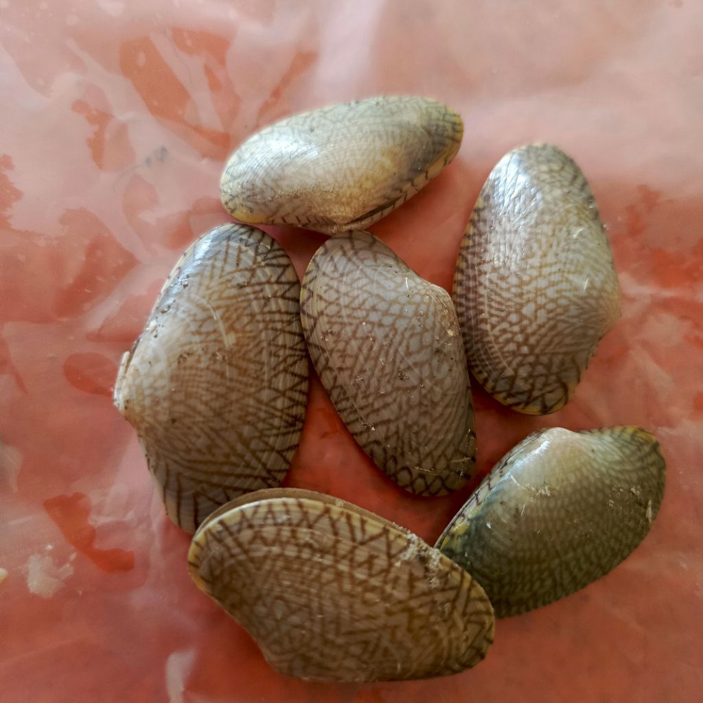 kerang batik