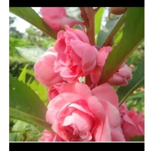 Bibit bunga pacar air tumpuk pink