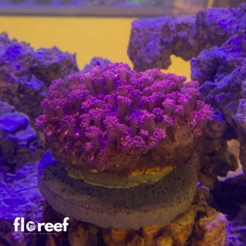 Karang Gonio / Goniopora Merah Coral Karang Hias Laut