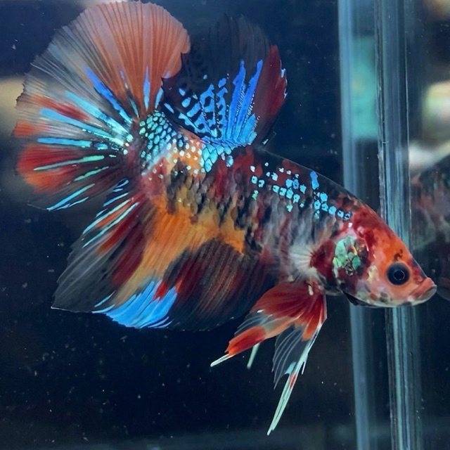 CUPANG / BETTA GIANT BO 5 an HMPK MULTI METALIC (REAL PIC)