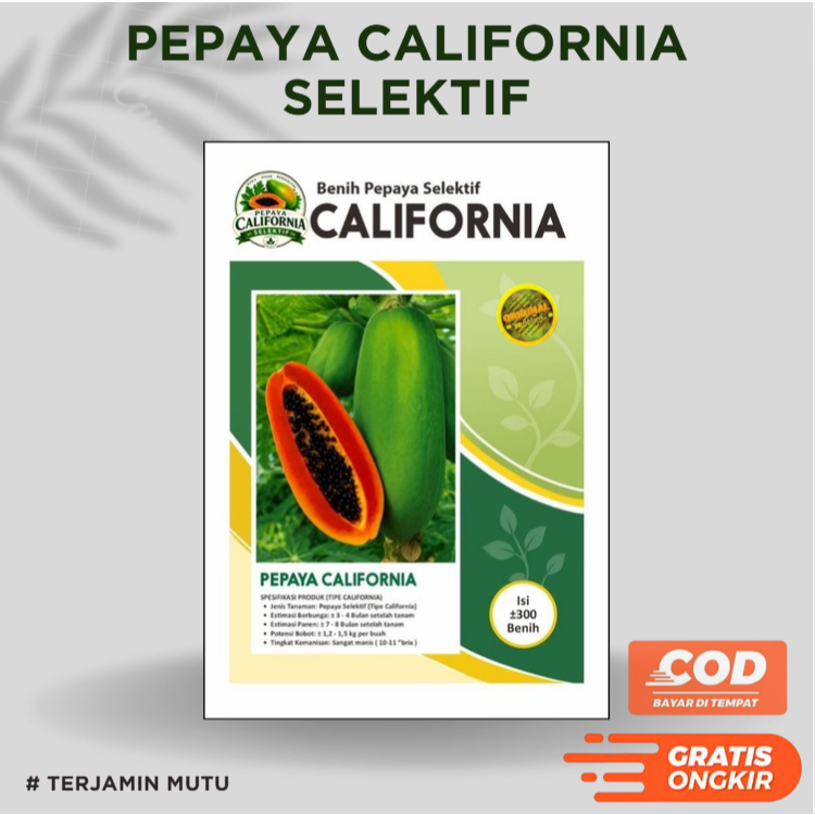 Benih Pepaya California Selektif | Seleksi Genetik pkht calina ipb-9 isi ±300