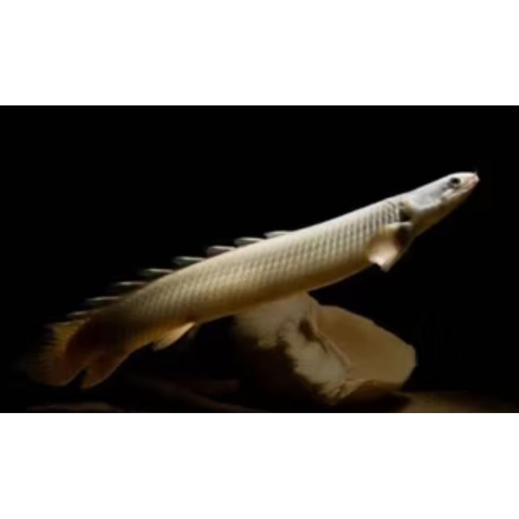 PALMAS SINEGALUS TANK MATE CERI ENDYCERI -+20CM PER EKOR