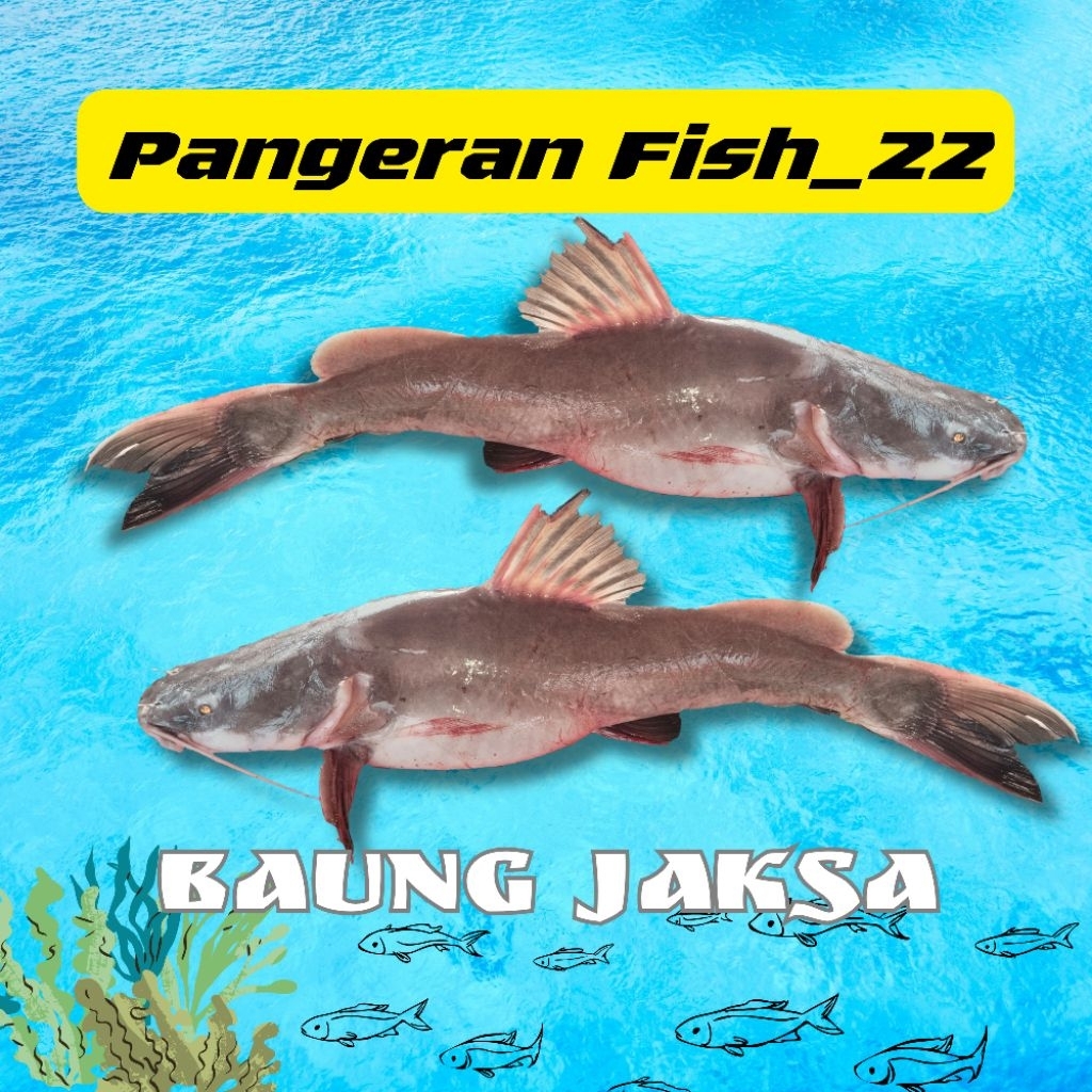 Baung Jaksa -"Pangeran Fish_22" Palembang