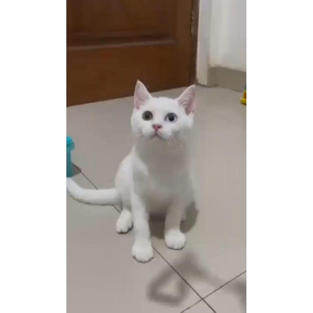 BSH jantan odd eye
