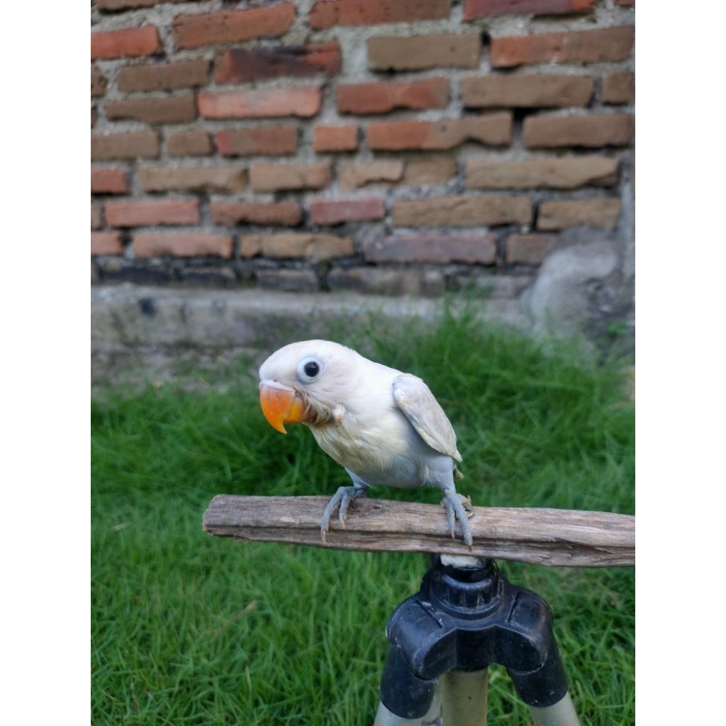 Lolohan Lovebird Pastel Putih