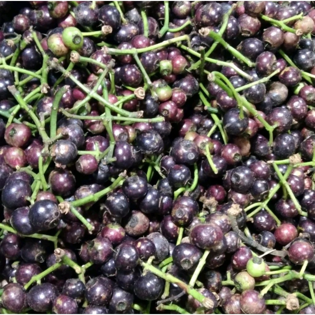 Buah Kupa Gowok 1kg Segar