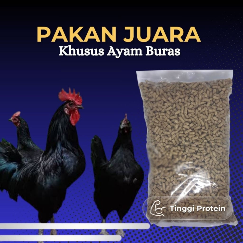 pur ayam, pakan ayam KUB, pakan ayam buras, pakan ayam petelur kampung.