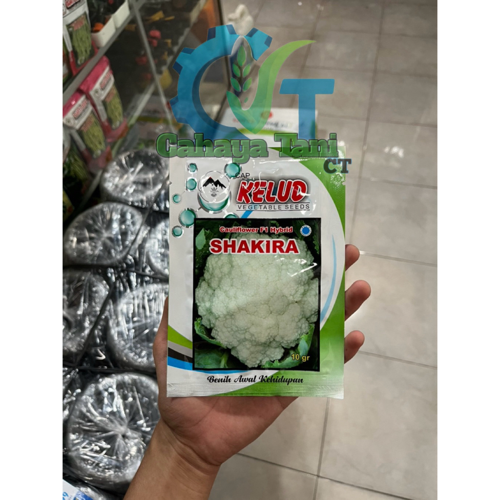 Benih Bunga Kol Shakira