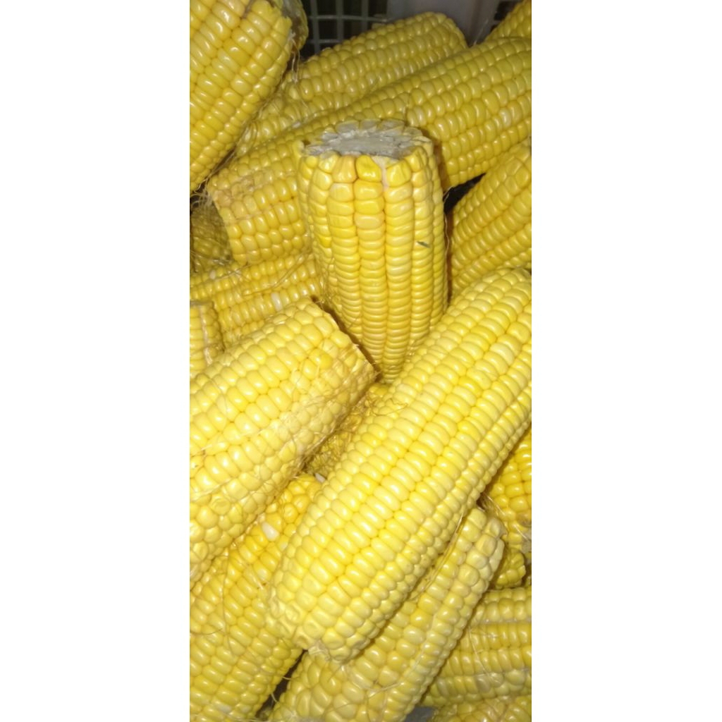Sayur Jagung Muda manis segar