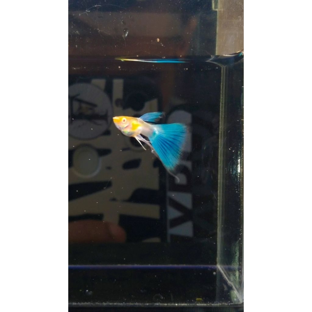 Guppy Guppy Ribbon Grade A