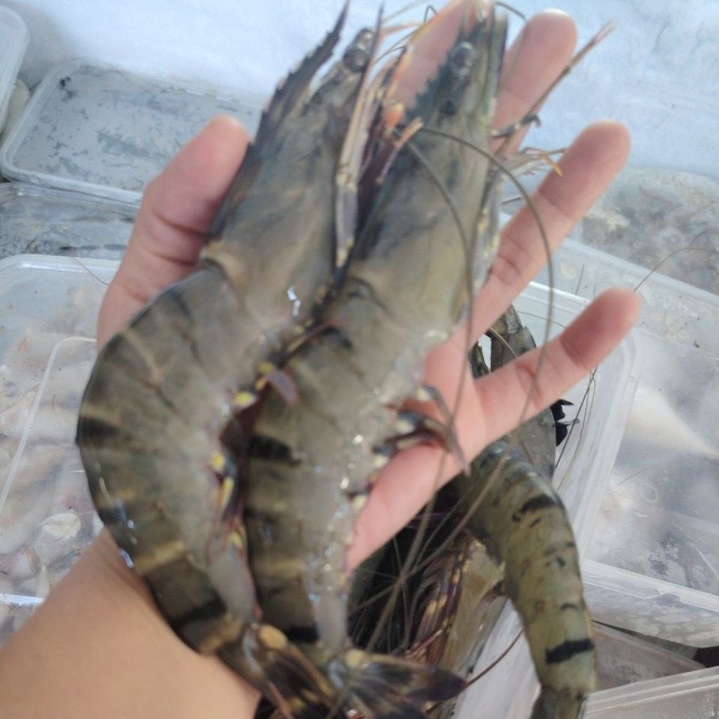 UDANG WINDU UDANG TIGER