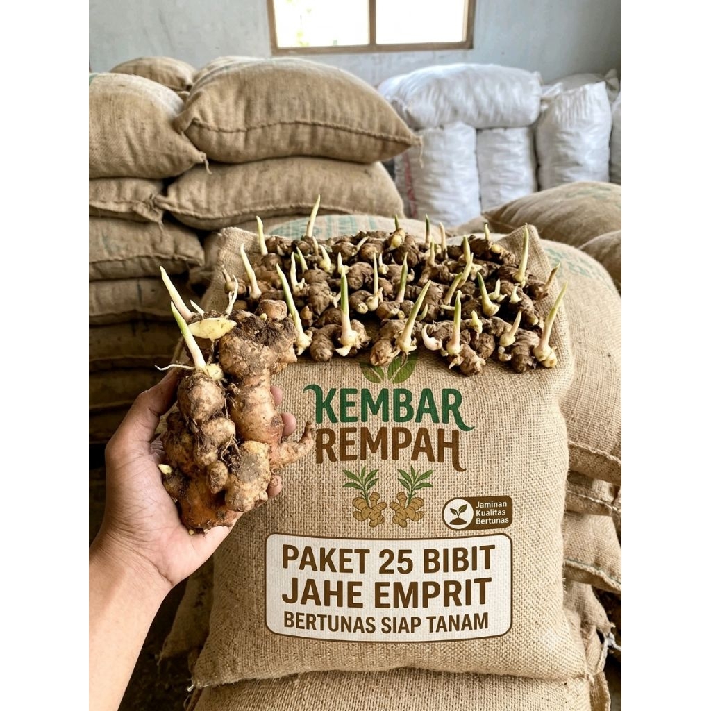 Paket 25 Bibit Jahe Emprit Super Bertunas Siap Tanam