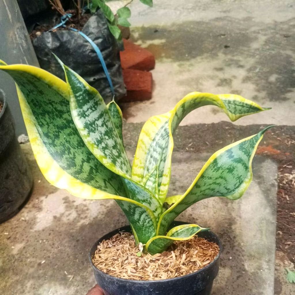 Sansevieria twister + pot |siap pajang