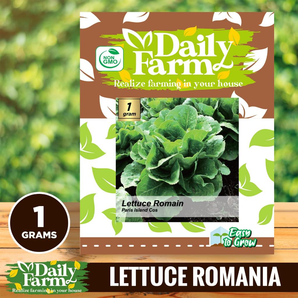 DF Benih selada / Lettuce cos/Romaine Paris Island