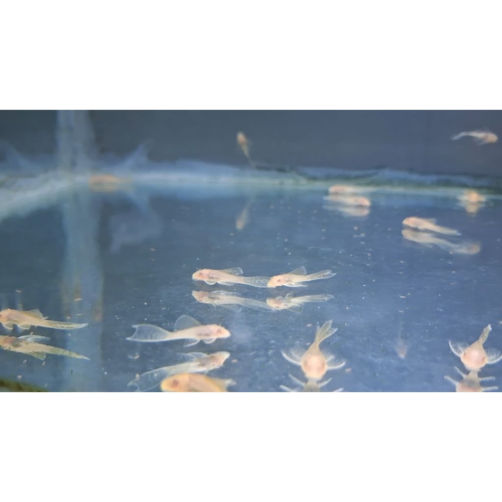 Brushmouth Albino Slayer / Pleco L144 / Ikan Sapu Slayer