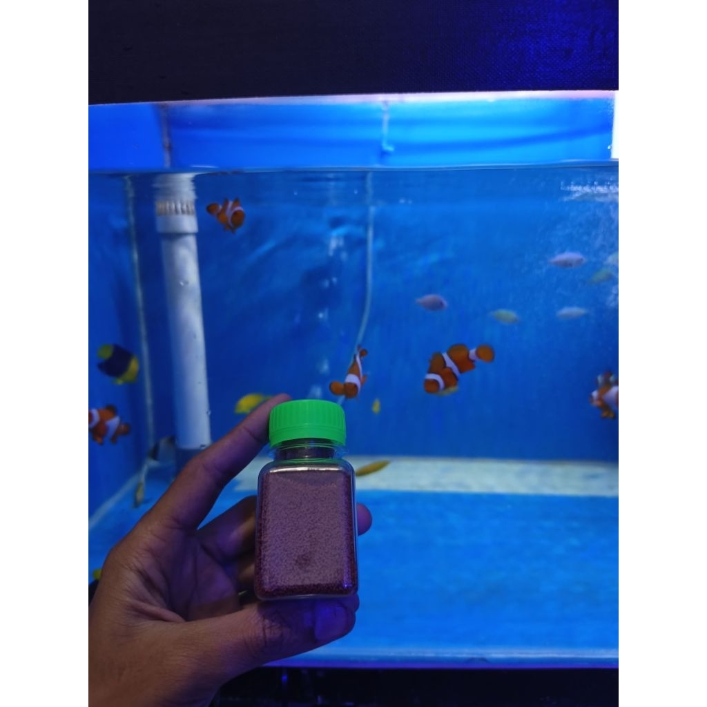 Pakan racikan ikan laut