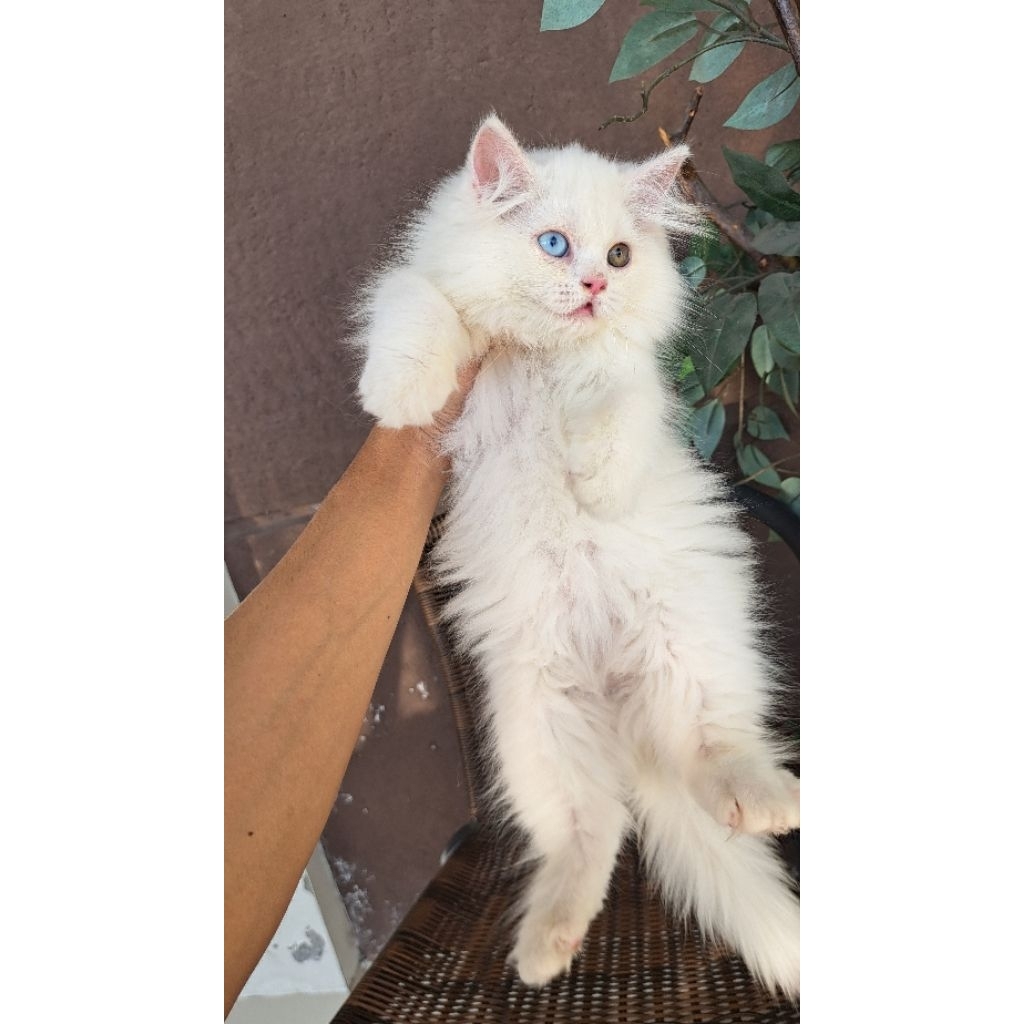 kucing odd eyes norwegia forest