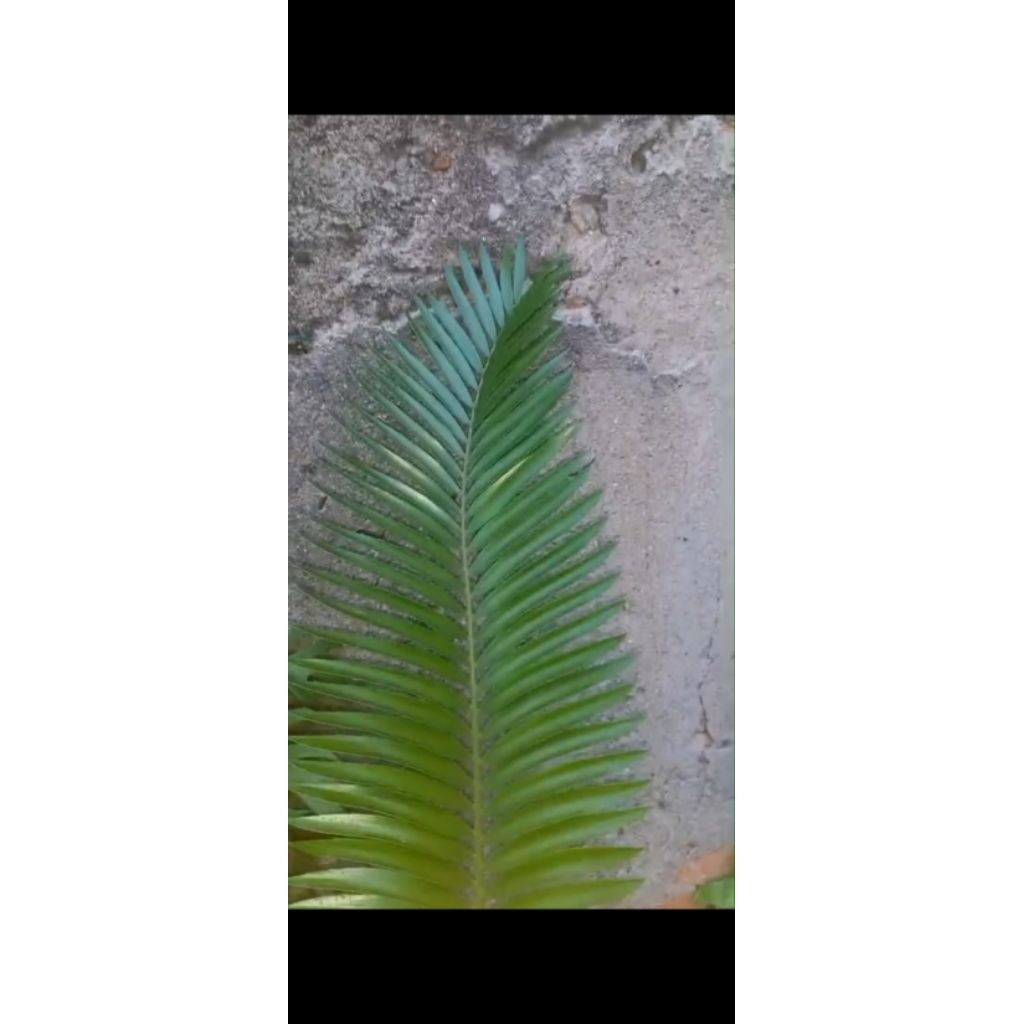 Encephalartos Munchii caudex 12cm