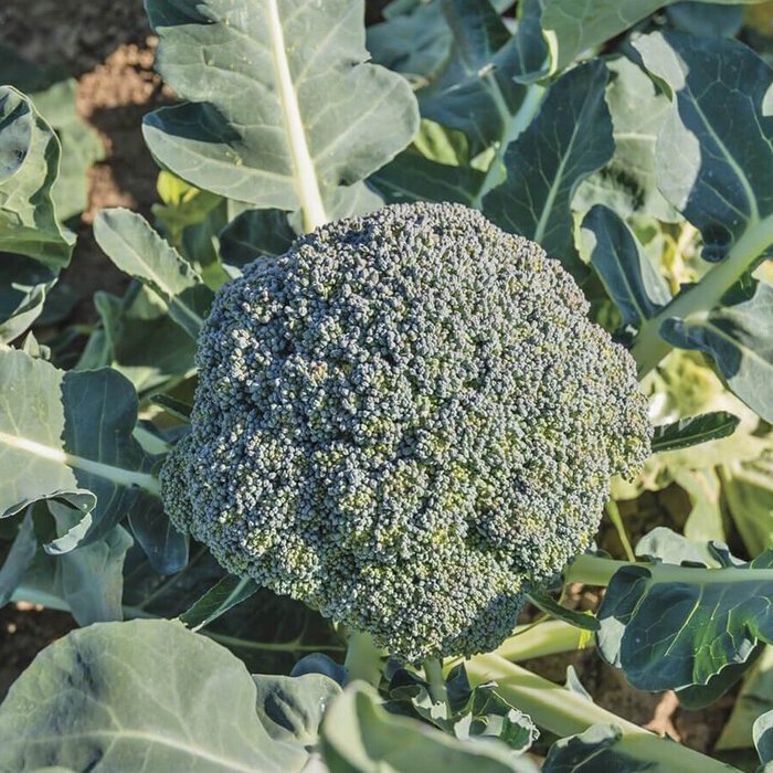 ( 10 Butir ) Benih Biji Brokoli Giant Waltham | Brokoli Waltham | UKILEAF