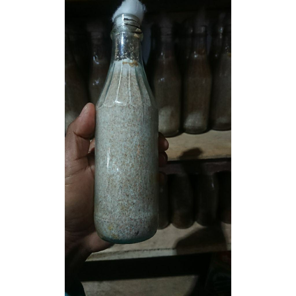 bibit F2 jamur kuping