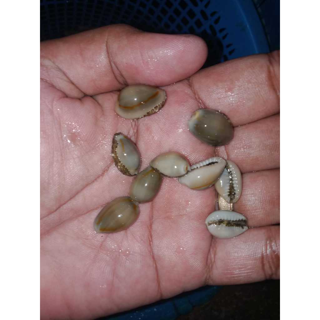 Keong Air Laut Keong Mini 1pcs