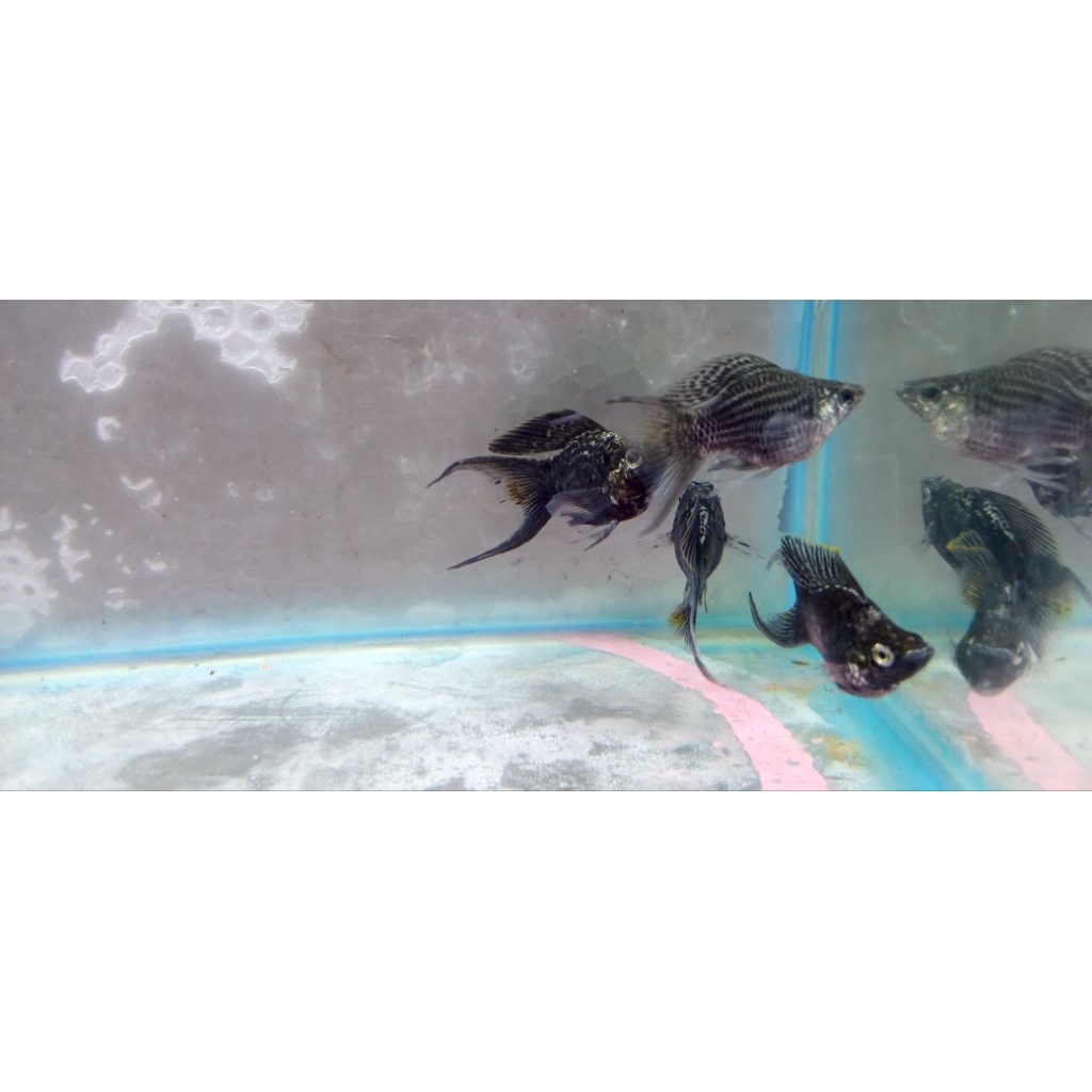 Ikan molly calico black jumbo lyretail