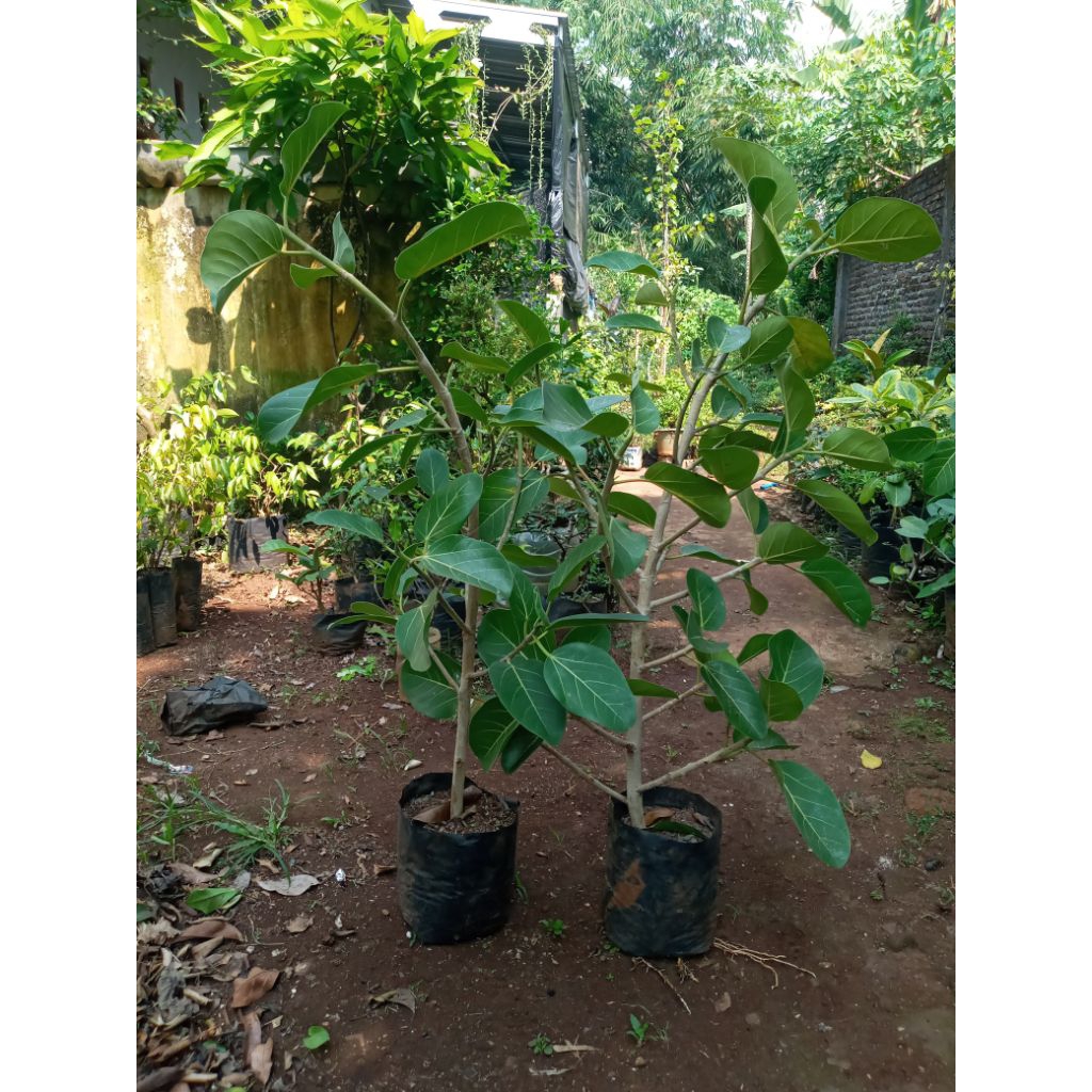 ficus bengalensis audrey sudah berakar