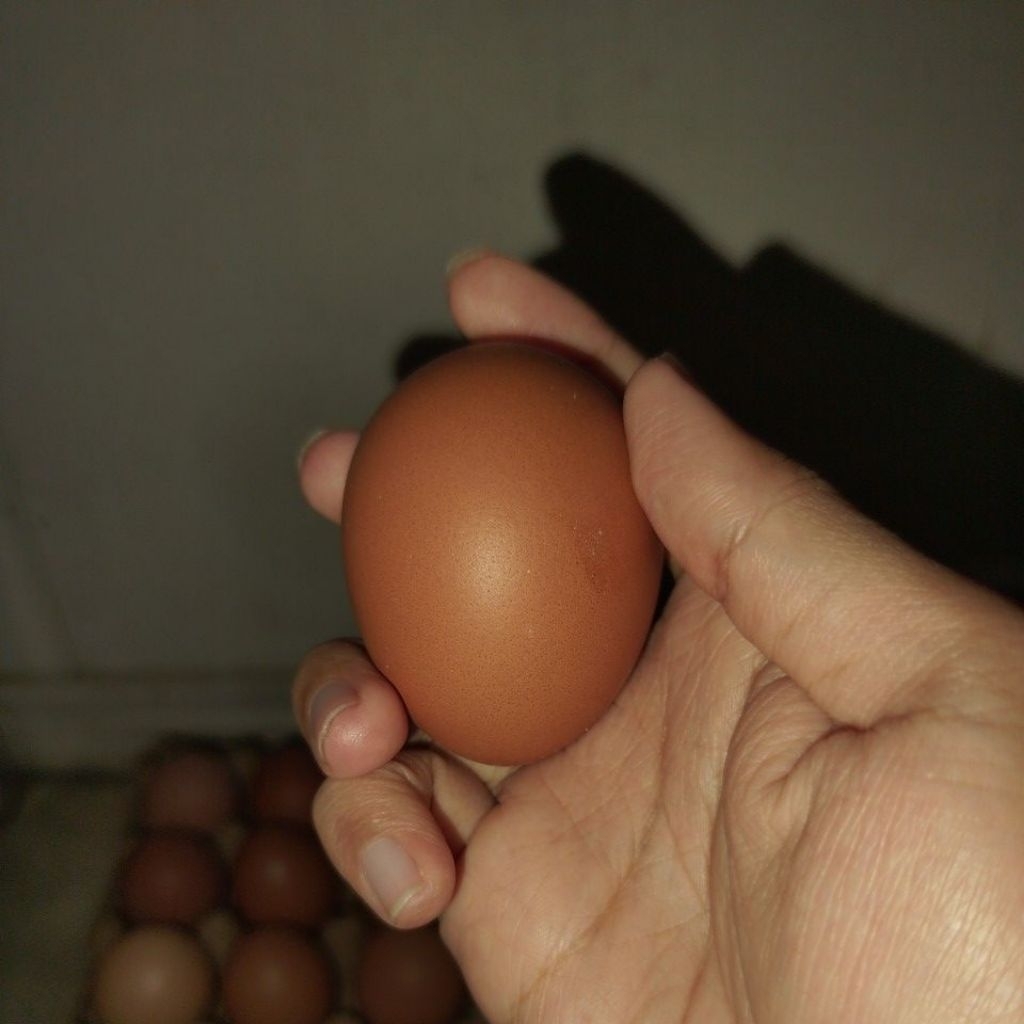 Telur ayam satuan medan