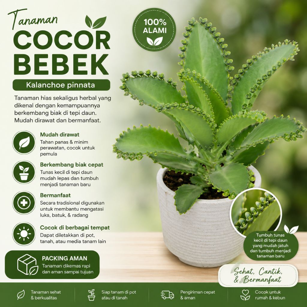 Cocor bebek/tanaman cocor bebek/cocor bebek berbunga/cocor bebek siap tanam