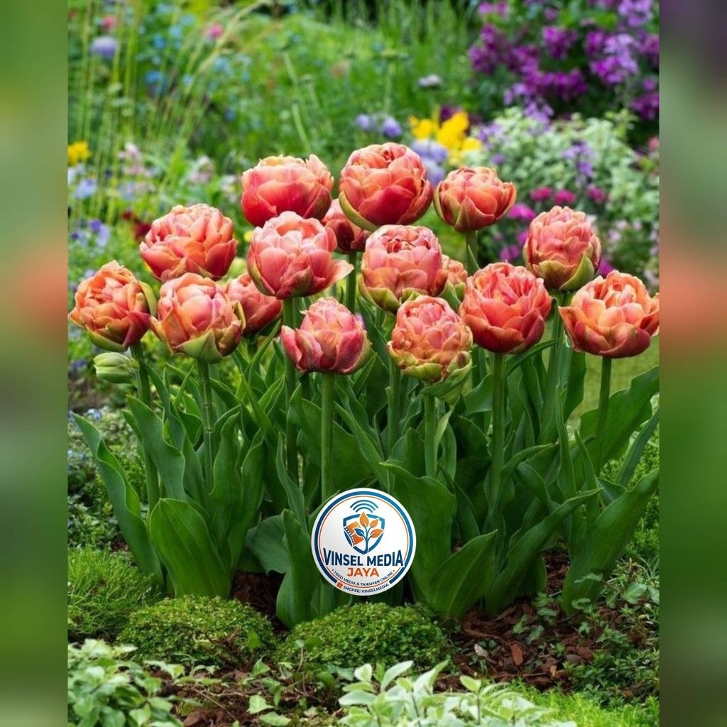 [IMPORT] Umbi Bunga Tulip Hidup Roses Salmon  Premium - Bibit Bunga Tulip Asli Siap Tanam Tanaman Hi