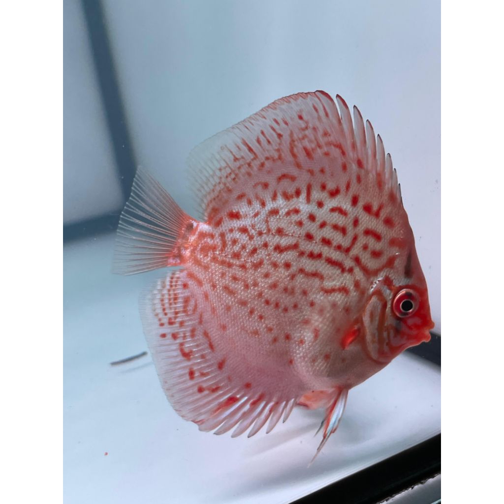 Discus Blue Cobalt