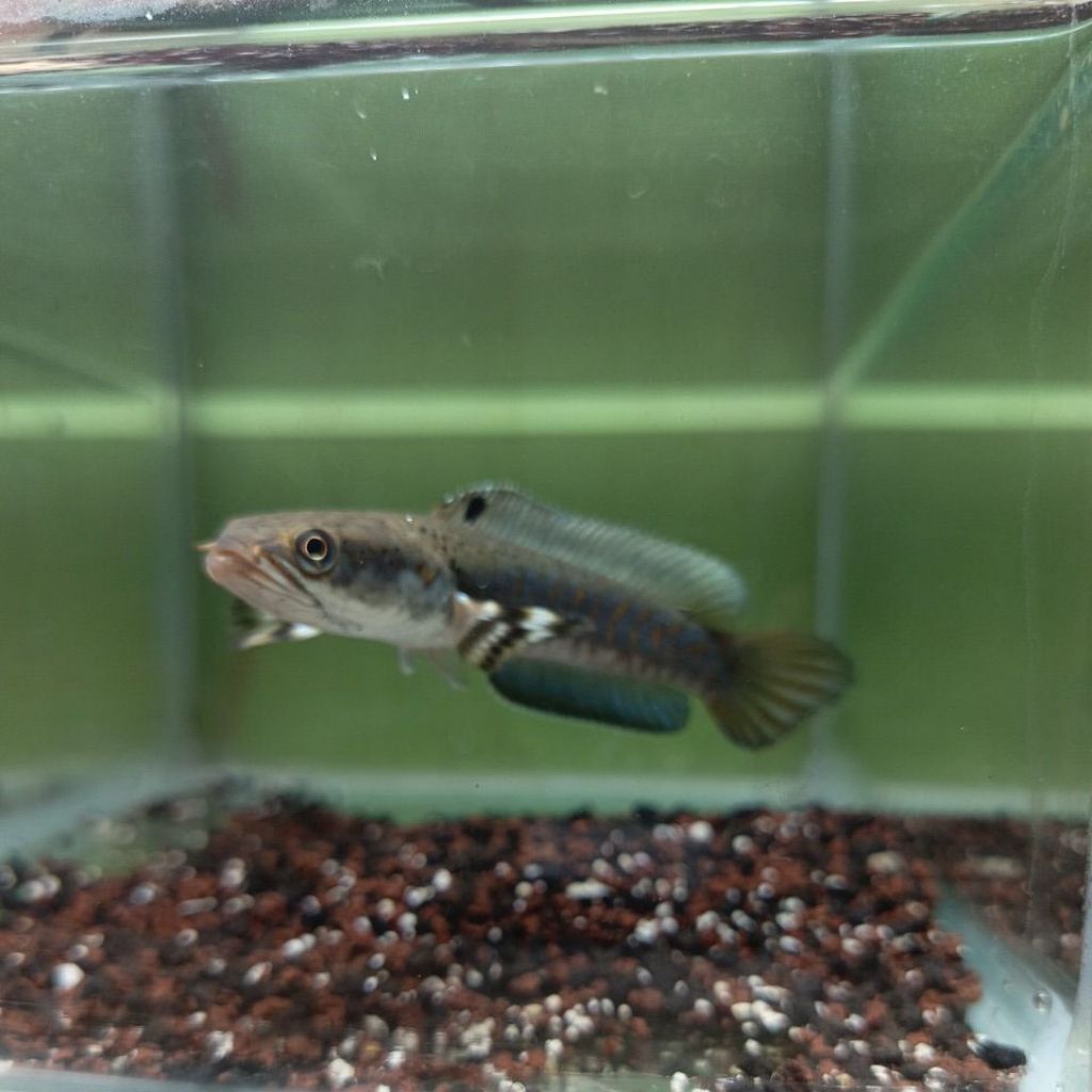 blue pulchra 12/14 cm singel tank mental ngunci