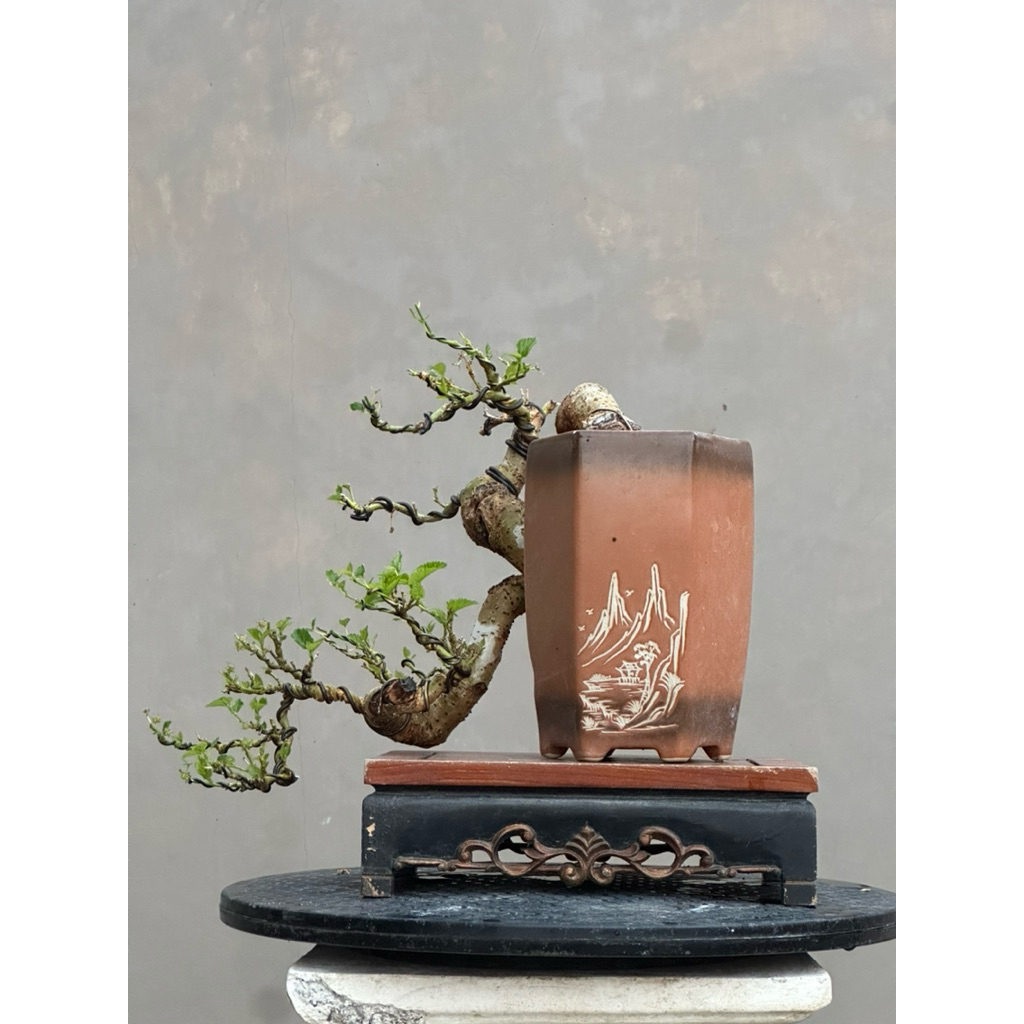 Bonsai Murbei gaya cascade,rajin berbuah