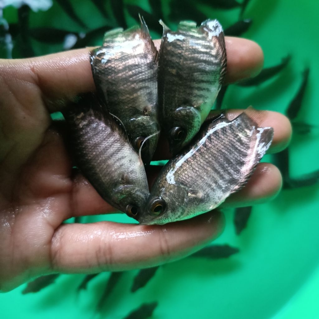 Gurame Hitam/ Gurame Soang 100 Ekor ukuran Jempol Benih Ikan Gurame Hitam