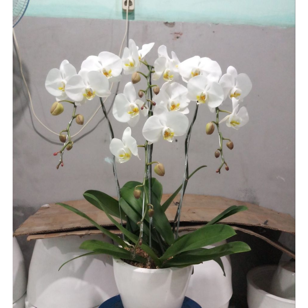 Anggrek Bulan Phalaenopsis amabilis Jawa DEWASA - Bunga Putih Besar, Mudah Dirawat, Siap Berbunga