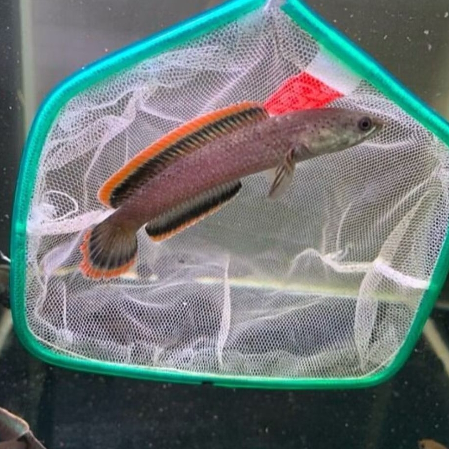 Chana Limbata CB Lawu Progres Rim Merah isi 3 Ekor size 3-6cm