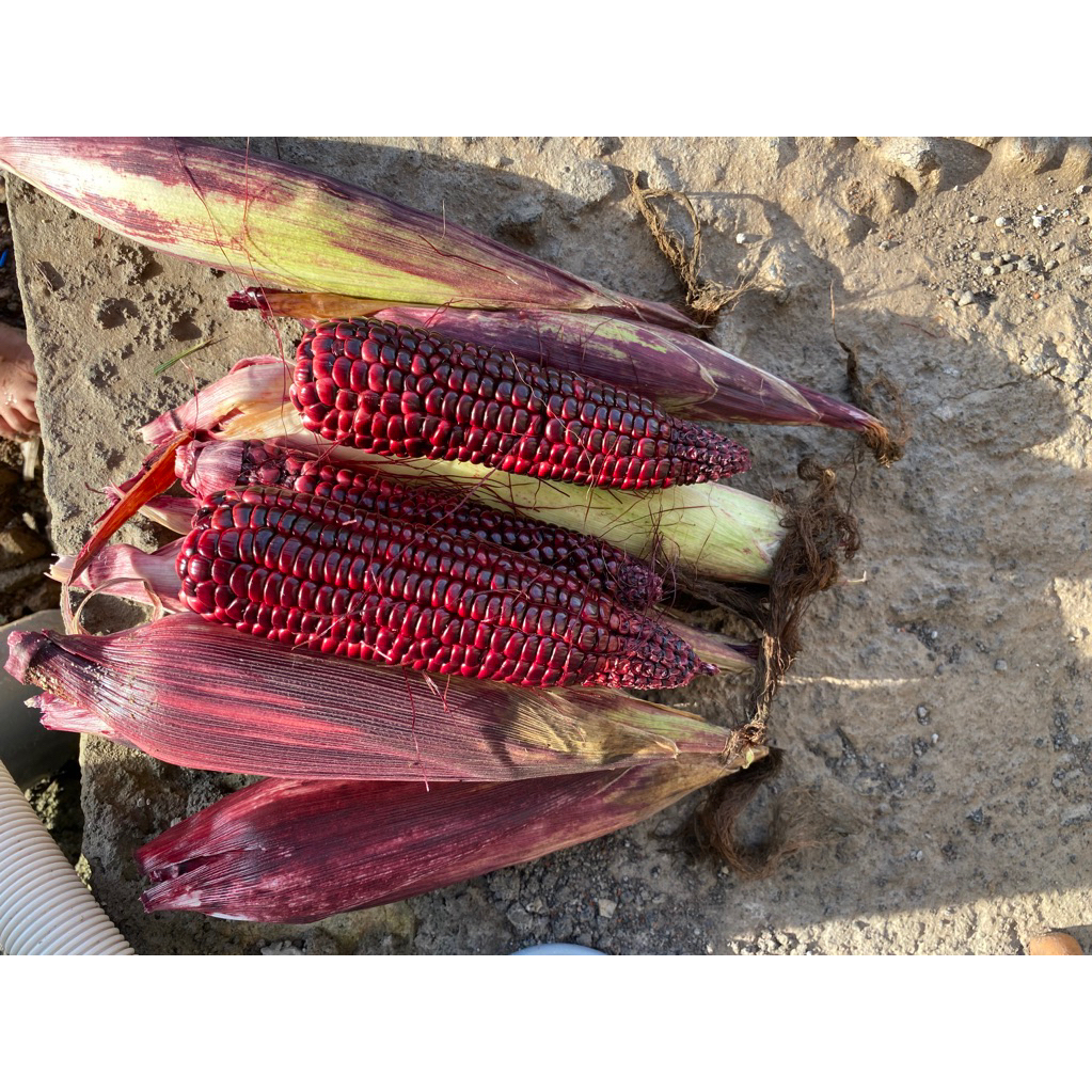 Jagung Manis 1 kg - Jagung Ketan Ungu Segar, Kualitas Terbaik